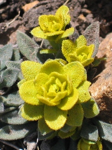 Puccinia monoica