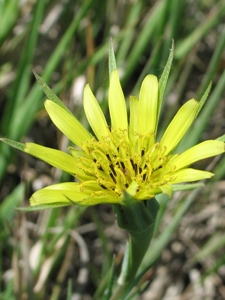 Tragopogon & Scorzonera spp.