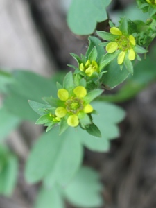 Sibbaldia procumbens