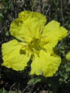 Oenothera hartwegii