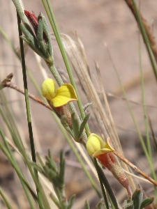 Lotus wrightii