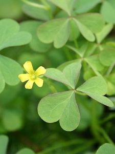 Oxalis stricta