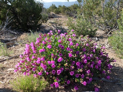 Mirabilis multiflora