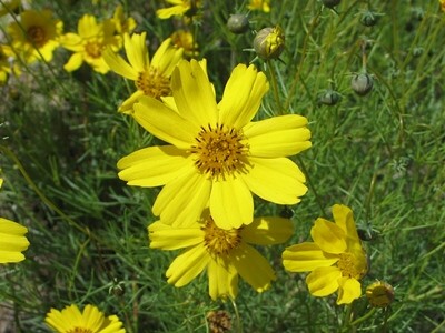 Thelesperma filifolium