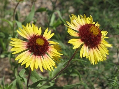 Gaillardia pulchella