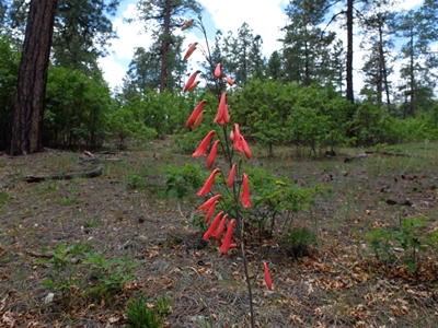 Penstemon barbatus