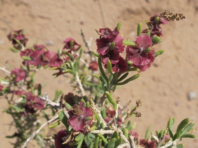 Sarcobatus vermiculatus