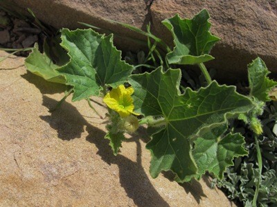 Apodanthera undulata