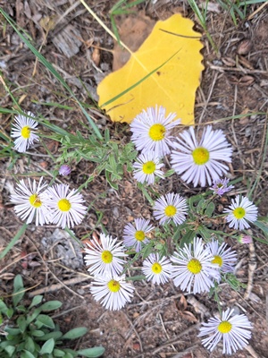 Erigeron divergens
