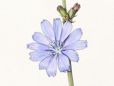 Cichorium intybus